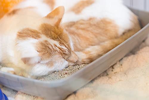 Scoop Away Complete Performance, Scented Cat Litter, 42 Pounds