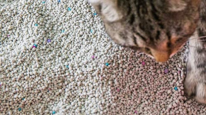 Scoop Away Complete Performance, Scented Cat Litter, 42 Pounds